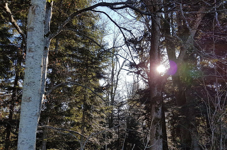 Sonne zwischen Bäumen